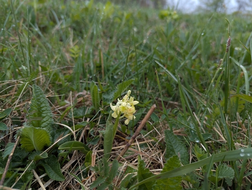 Image of Orchis pallens by (c) Elias, some rights reserved (CC BY)
