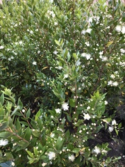 Myrtus