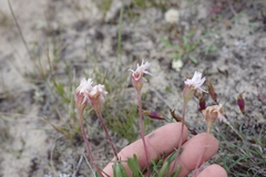 Erigeron silenifolius