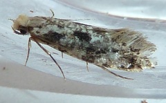 Nemapogon granella