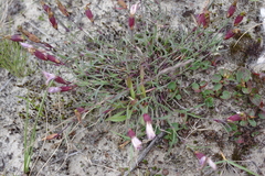 Dianthus repens