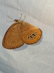 Neonympha