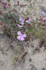 Dianthus repens