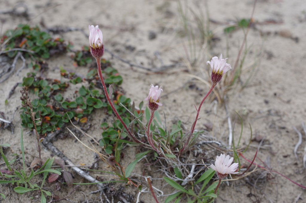 Erigeron silenifolius