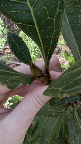 Image of Telopea aspera by (c) Alesha Teitzel, some rights reserved (CC BY)
