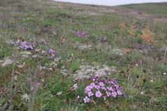 Dianthus repens