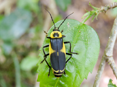 Chauliognathus distinguendus