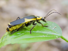 Chauliognathus distinguendus