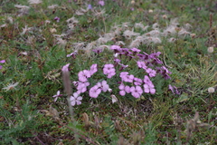 Dianthus repens