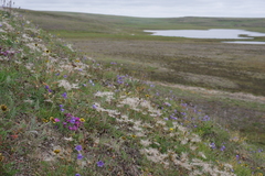 Dianthus repens