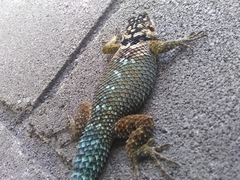 Sceloporus cyanogenys