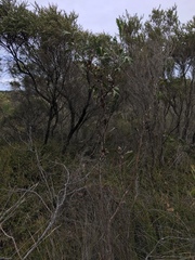 Hakea ceratophylla