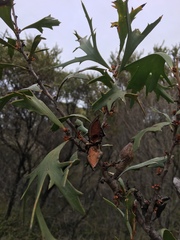 Hakea ceratophylla