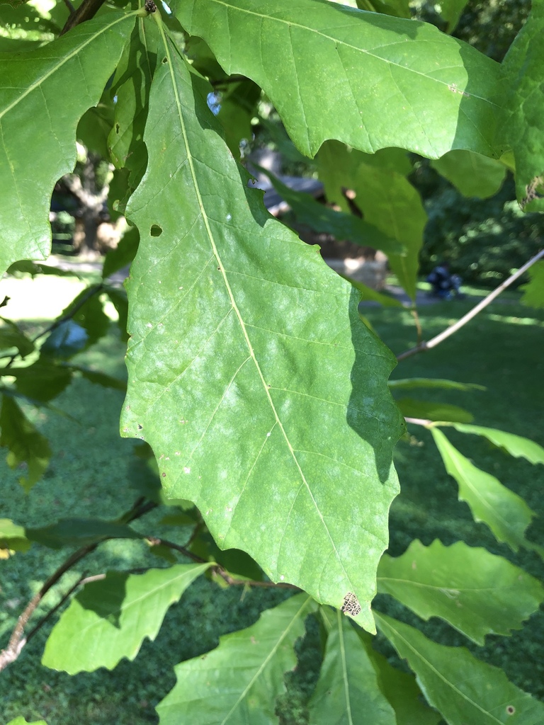 oaks from Minneopa State Park, Mankato, MN, US on August 29, 2019 at 04 ...