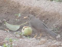 Turdus chiguanco