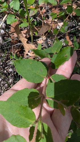 Image of Eucalyptus cameronii by (c) Alesha Teitzel, some rights reserved (CC BY)