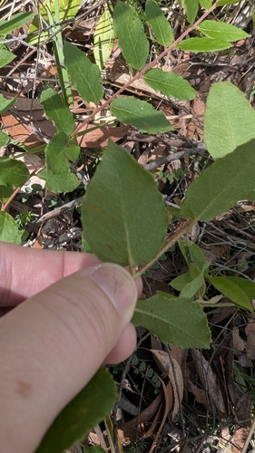 Image of Eucalyptus cameronii by (c) Alesha Teitzel, some rights reserved (CC BY)