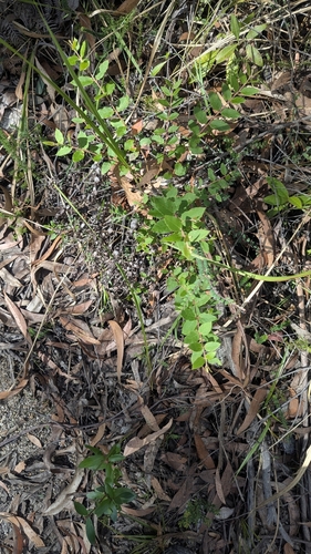 Image of Eucalyptus cameronii by (c) Alesha Teitzel, some rights reserved (CC BY)