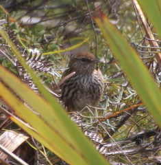 Poodytes punctatus vealeae