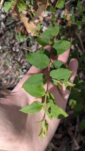 Image of Eucalyptus cameronii by (c) Alesha Teitzel, some rights reserved (CC BY)