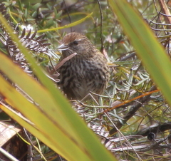 Poodytes punctatus vealeae
