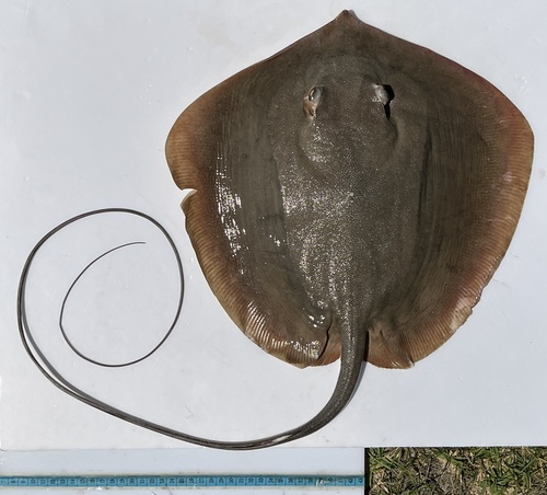 Round whipray (Maculabatis pastinacoides) — Dasyatidae — 2
