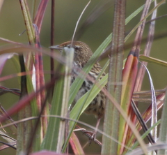 Poodytes punctatus vealeae