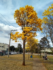 Handroanthus serratifolius