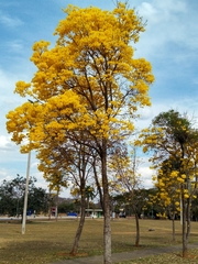 Handroanthus serratifolius