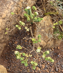 Pimelea sporadica