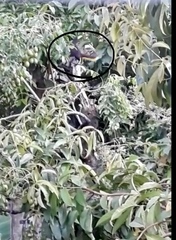 Psarocolius decumanus