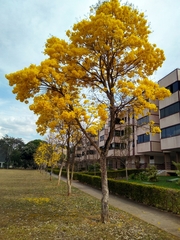 Handroanthus serratifolius