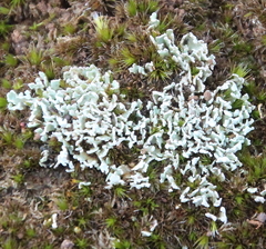 Notocladonia