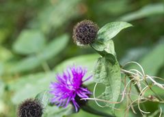 Centaurea phrygia indurata