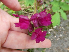 Angiospermae