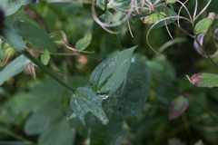 Centaurea phrygia indurata
