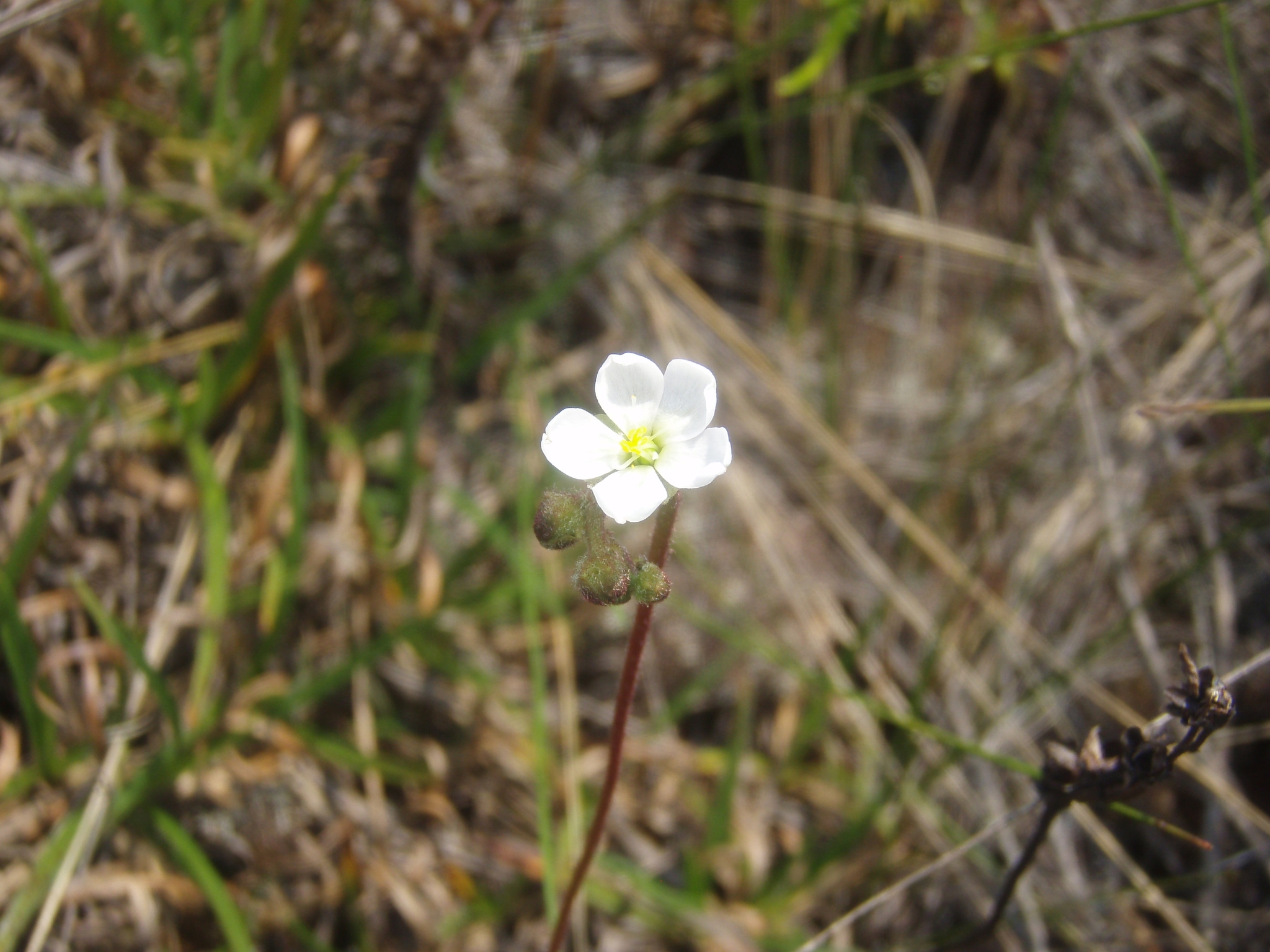 Drosera peruensis T.R.S.Silva & M.D.Correa
