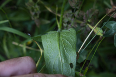 Centaurea phrygia indurata