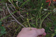 Ranunculus propinquus subborealis