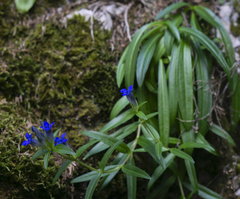 Gentiana cruciata phlogifolia