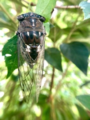 Megatibicen resonans