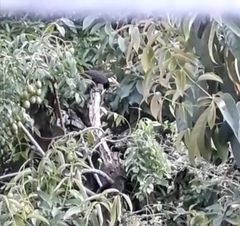 Psarocolius decumanus