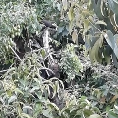 Psarocolius decumanus