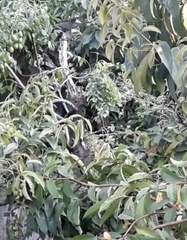 Psarocolius decumanus