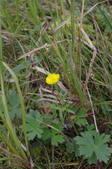 Ranunculus propinquus subborealis