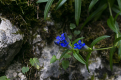 Gentiana cruciata phlogifolia