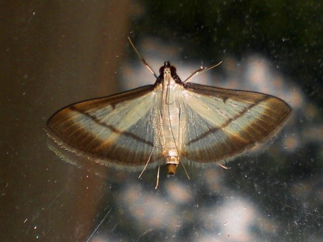 Bradina diagonalis