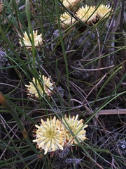 Petrophile longifolia