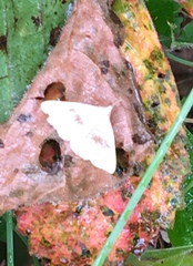 Chytolita morbidalis