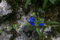 Gentiana cruciata phlogifolia
